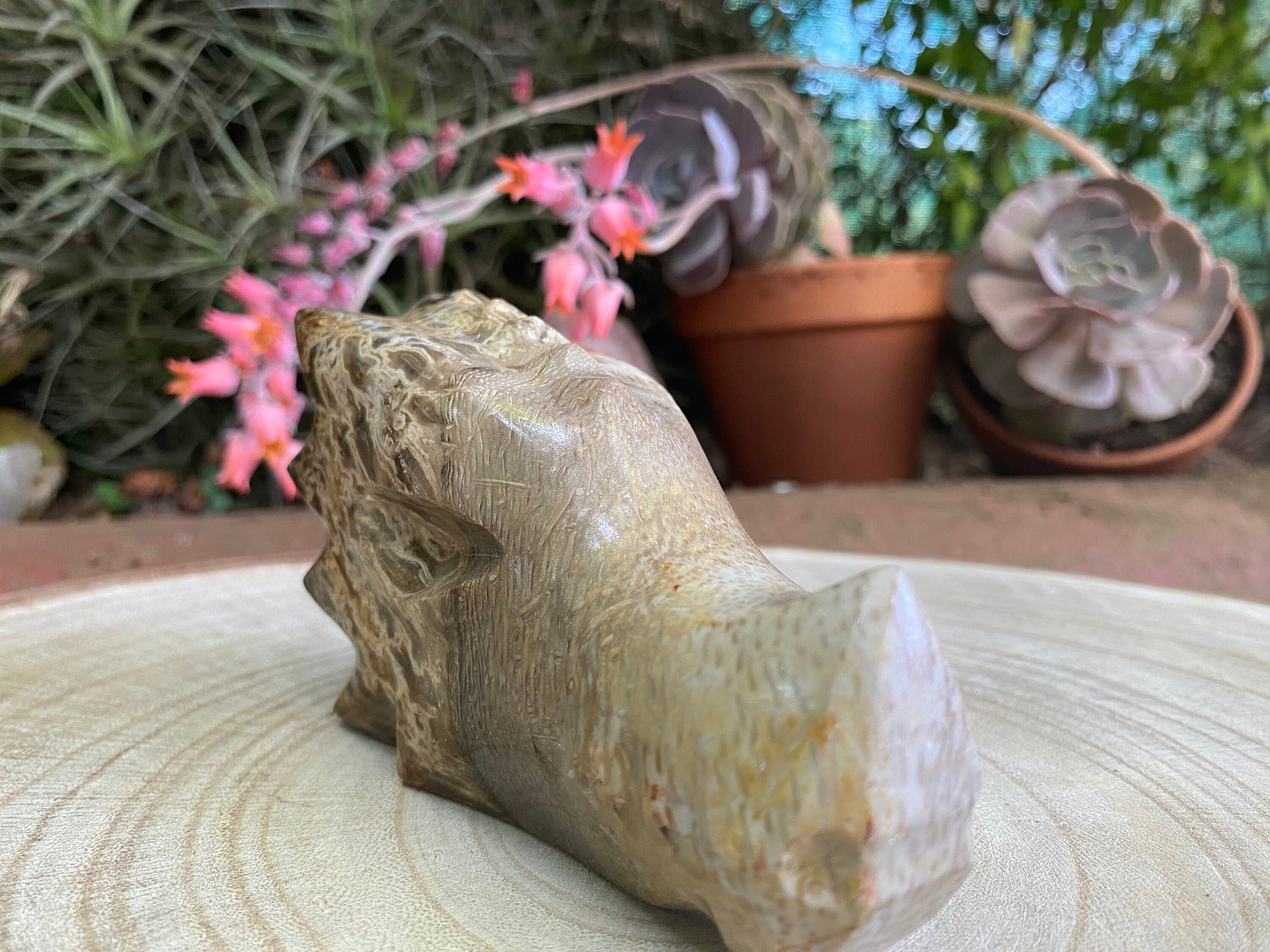 Dragon Head - Palmroot - Grounding, Transformation and fearless